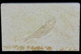 Jurassic Fossil Fish (Leptoleptis) - Solnhofen Limestone #112673-1